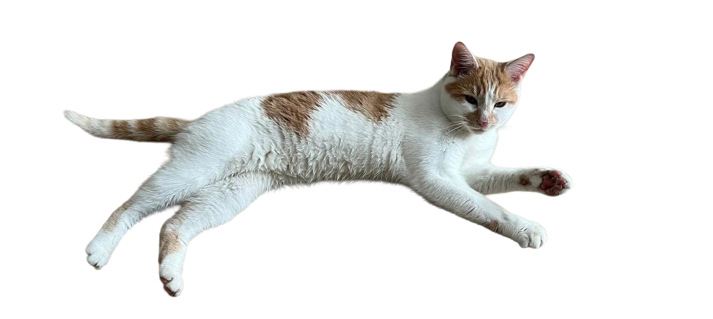 A rescued ginger and white cat relaxing